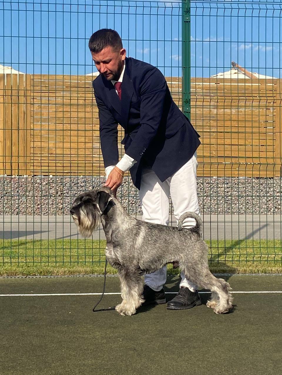 Кавалер кинг-чарльз-спаниель