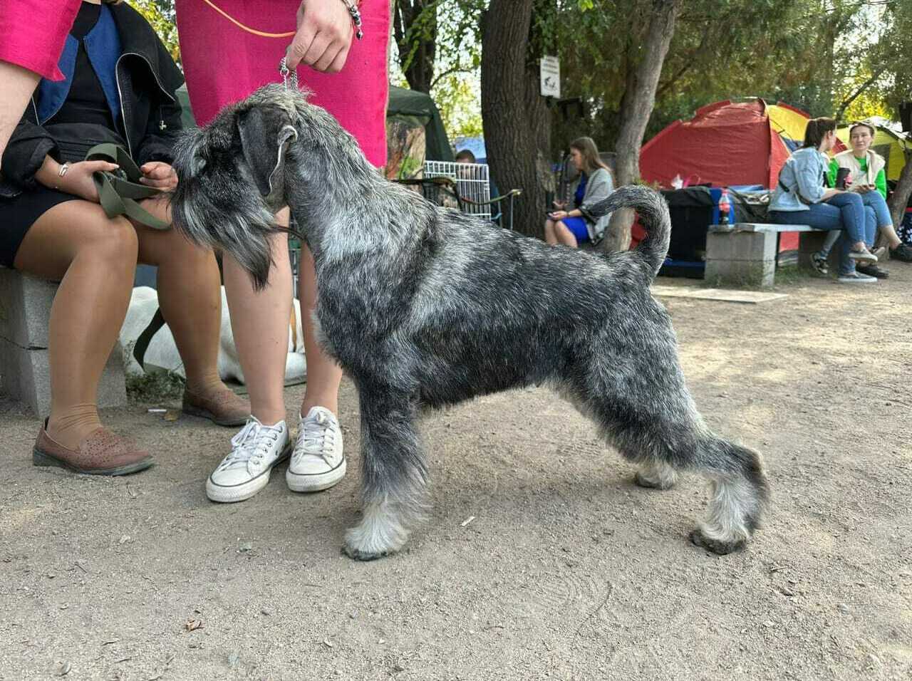 Кавалер кинг-чарльз-спаниель