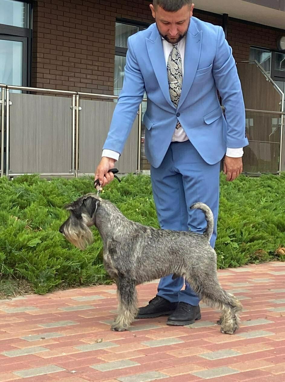 Кавалер кинг-чарльз-спаниель